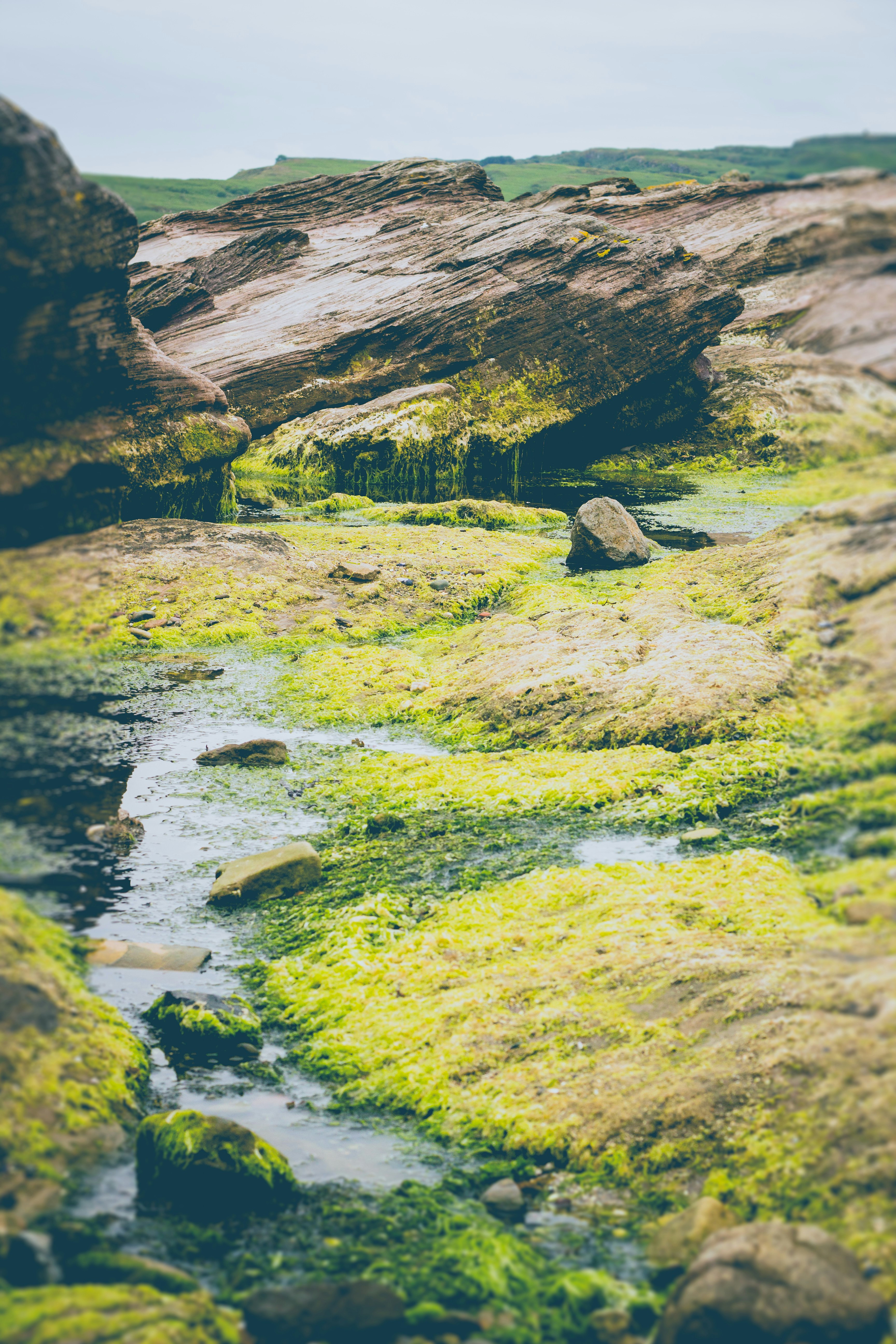 photo of green algae on rock formations